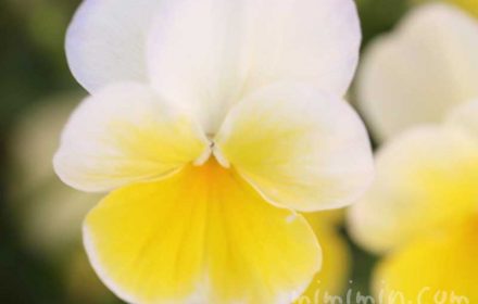 パンジーの花言葉・名前の由来・黄色のパンジーの花の写真の画像