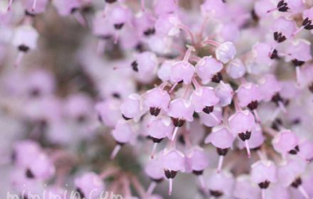 ジャノメエリカの花の写真・花言葉の画像