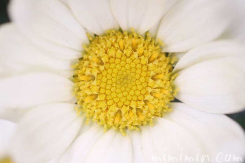 マーガレットの花の写真・花言葉の画像