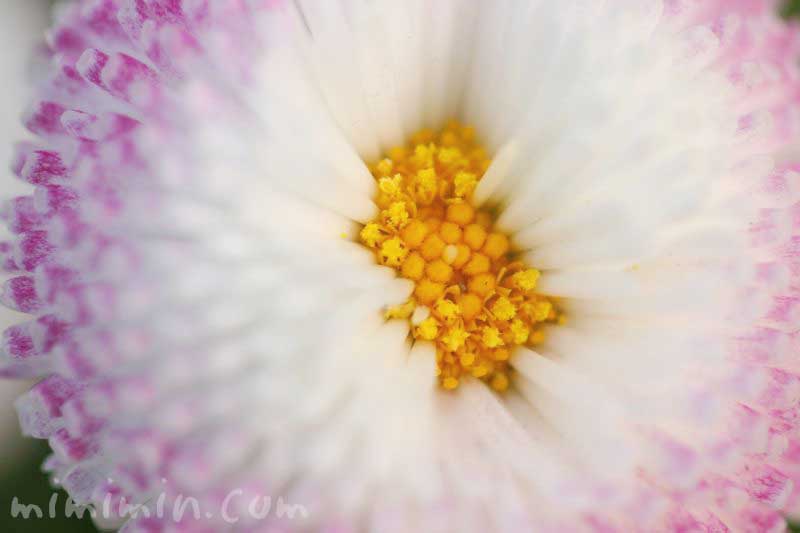 デージー（ 雛菊）ピンク×白の写真・花言葉の画像