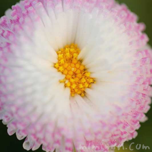 デージー（ 雛菊）の花の写真・花言葉の画像