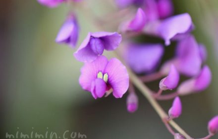 ハーデンベルギア（紫）の画像