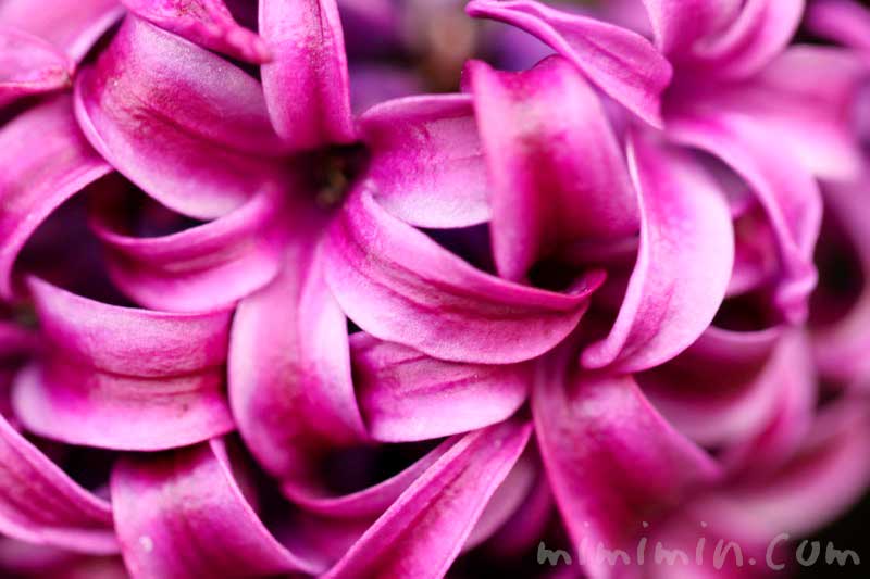 ヒヤシンスの花（赤紫）の写真