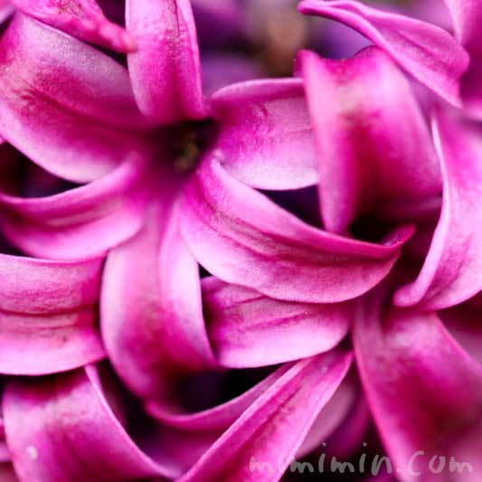 ヒヤシンスの花の写真