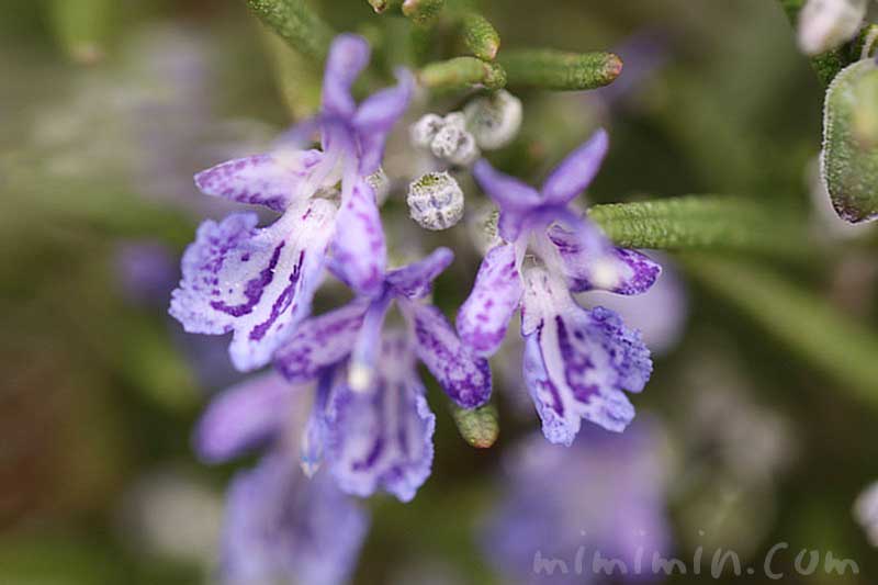 ローズマリーの花の写真 花言葉 名前の由来 みみみんブログ