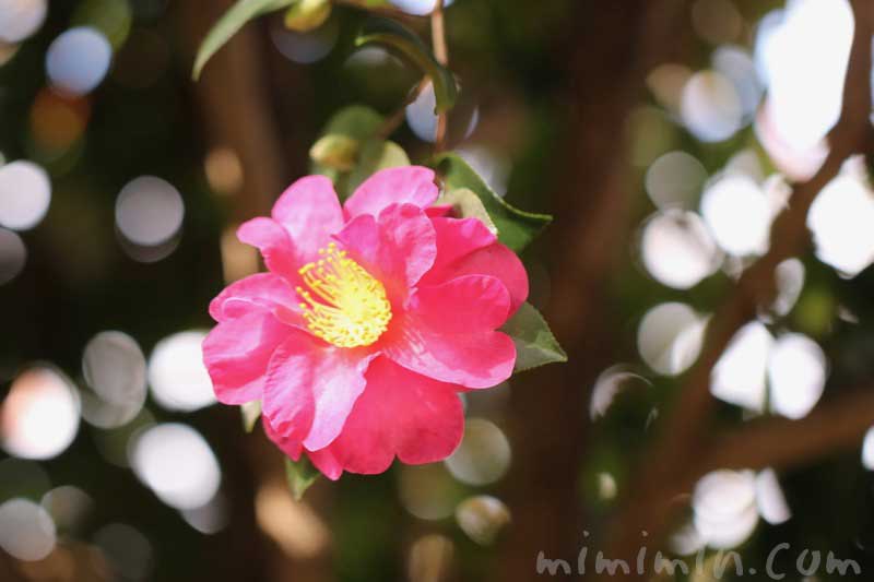 サザンカ（濃いピンク）の花の写真と花言葉の画像