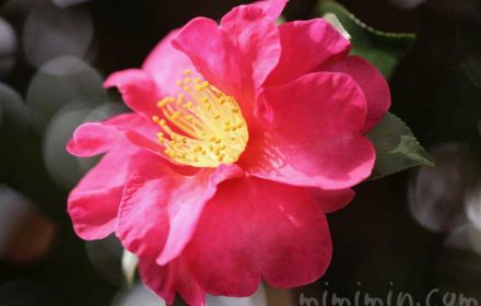 サザンカ（濃いピンク）の写真と花言葉