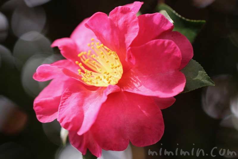 サザンカ（濃いピンク）の写真と花言葉