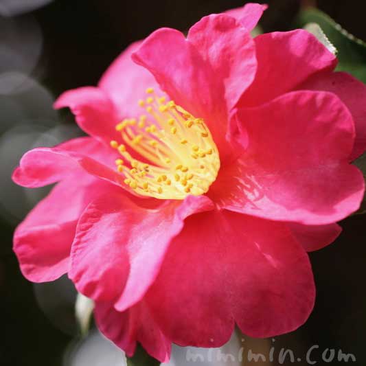 山茶花（濃いピンク色）の花の写真と花言葉の画像