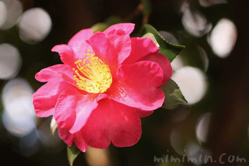 サザンカ（濃いピンク）の写真・花言葉の画像