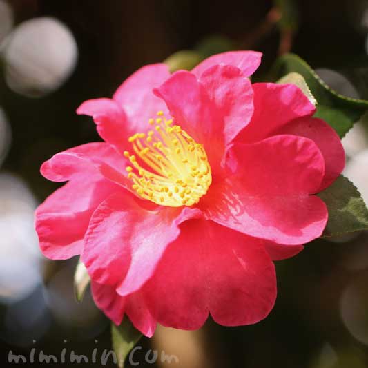 サザンカ（濃いピンク色）の花の写真と花言葉