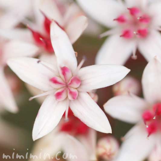 カネノナルキの花の写真・花言葉・名前の由来の画像