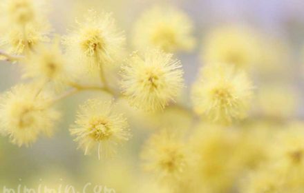 ミモザアカシア(ギンヨウアカシア)の写真・花言葉の画像