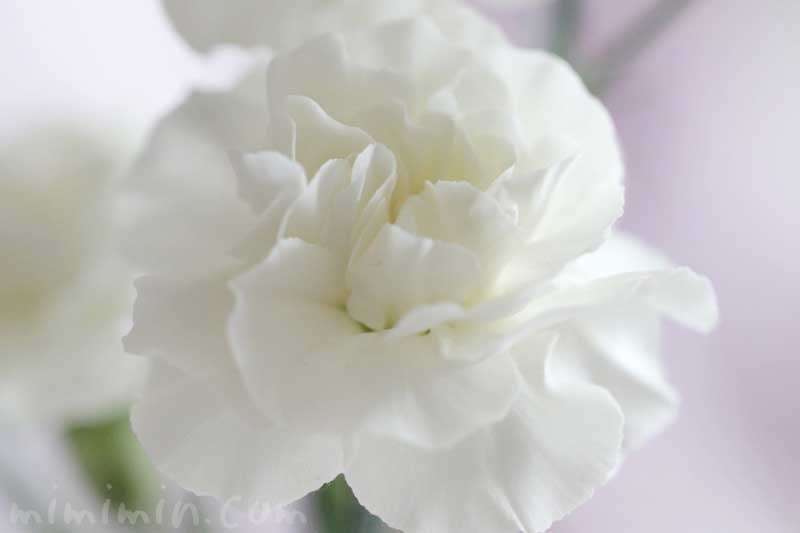 白いカーネンションの花