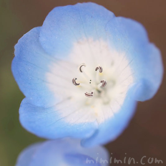 ネモフィラの花・ブルーの画像
