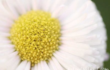 白いデイジーの花の写真 花言葉の画像