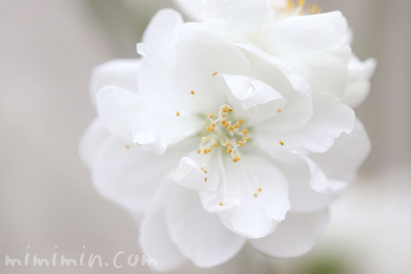 白い花桃の写真・花言葉の画像