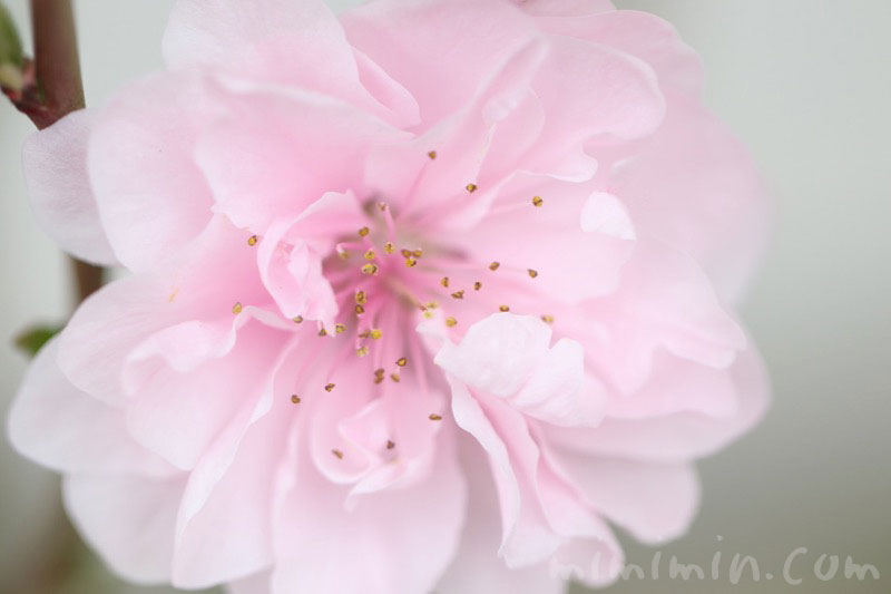 桃の花の写真・花言葉