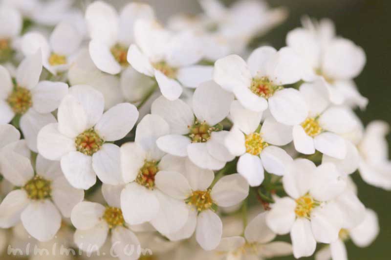 雪柳の花の写真 誕生花の画像
