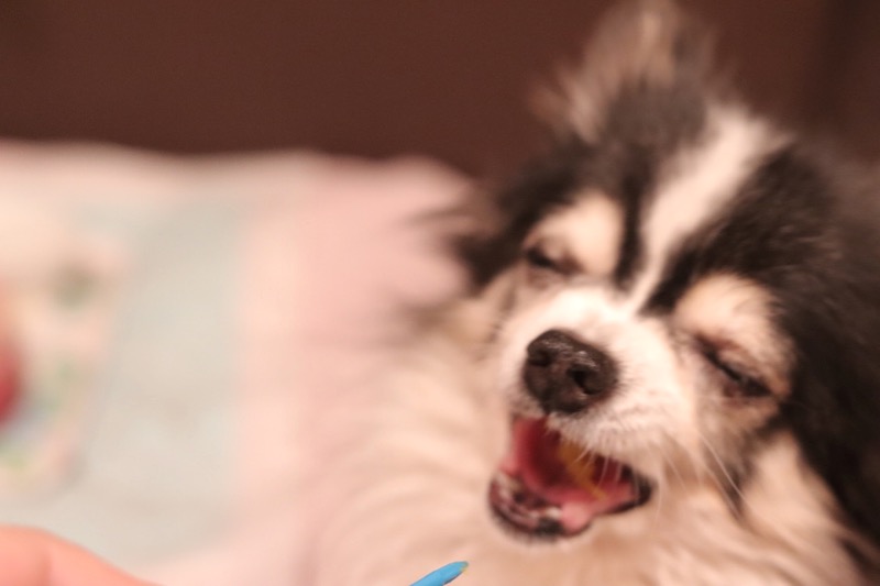 白黒チワワ｜焼き芋を食べる犬の画像