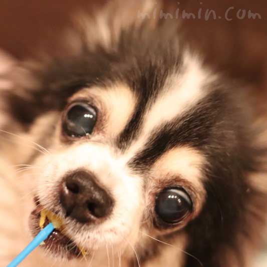 白黒チワワの画像｜焼き芋を食べる犬の写真