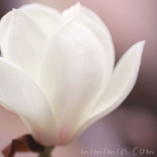 白木蘭の花の写真