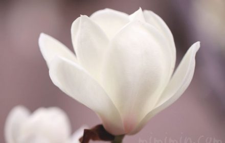 白木蘭の花