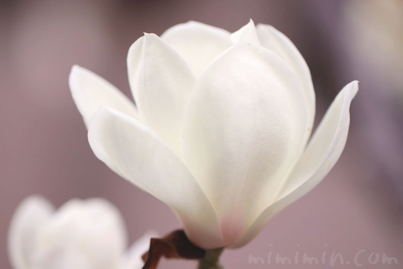 白木蘭の花