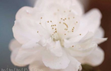 ハナモモ（白）の花の写真 花言葉