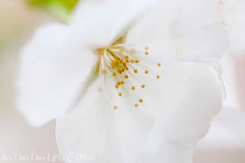 ソメイヨシノの名前の由来・桜の花の写真・花言葉の画像