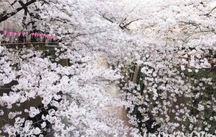 目黒川の桜（染井吉野）｜満開・お花見の写真