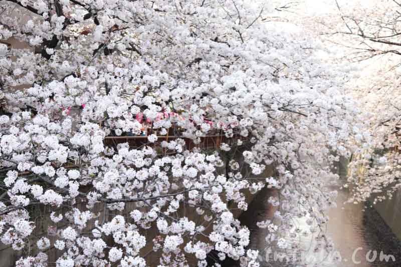 目黒川のお花見（ソメイヨシノ）の画像