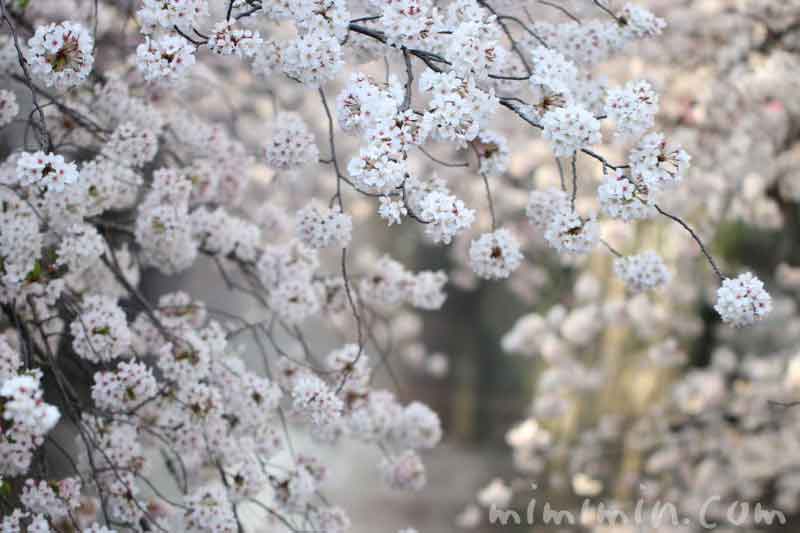 目黒川の桜が満開・お花見・中目黒