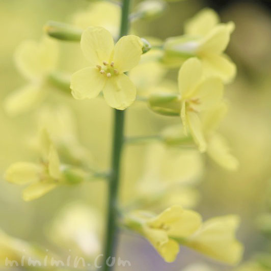 満開の菜の花（黄色）の画像・花言葉の写真