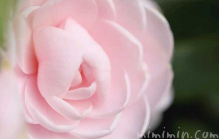 椿の花（薄いピンクの八重咲き・千重咲きの乙女椿）の画像