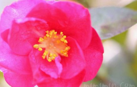 山茶花の花言葉・濃いピンクの山茶花
