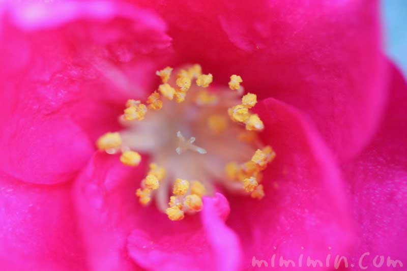 山茶花の花言葉・濃いピンクの山茶花の画像