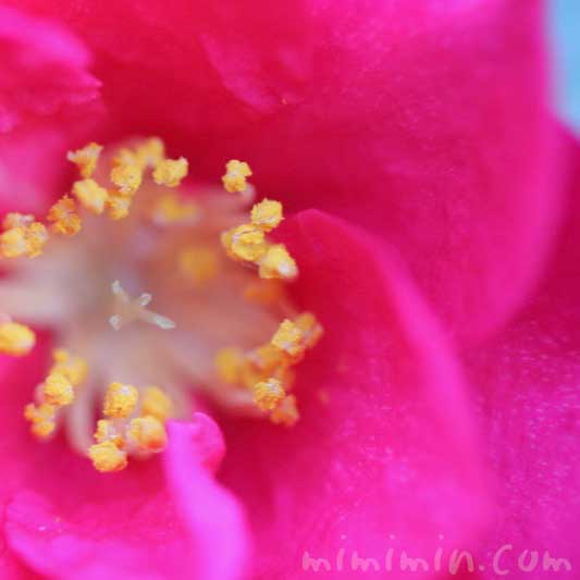 山茶花の花言葉・濃いピンクの山茶花の花の写真の画像