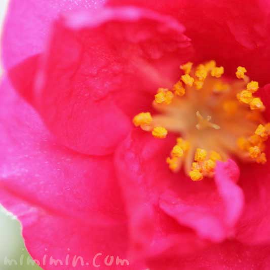 サザンカの花言葉・濃いピンクのサザンカの写真の画像