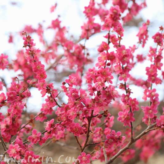 紅梅の写真と花言葉の画像