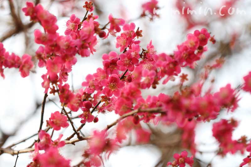 ピンク色の梅の花の写真＆花言葉