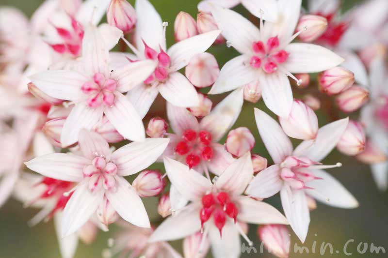 カネノナルキの花の写真 花言葉