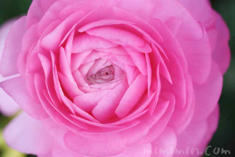 ラナンキュラス（ピンク）の花の写真・名前の由来の画像