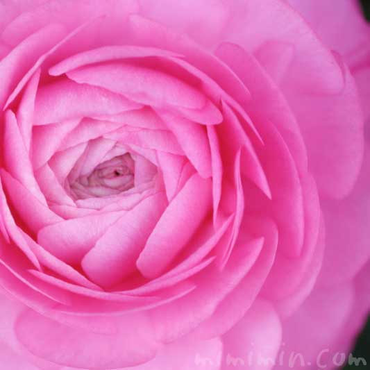 ラナンキュラス（ピンク）の花の写真・誕生花・名前の由来の画像