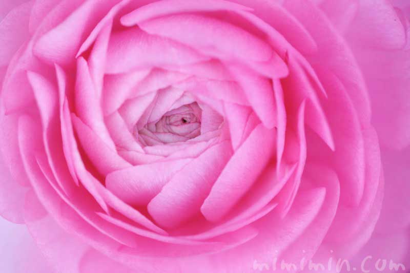 ラナンキュラス（ピンク）の花の写真・花言葉・誕生花・名前の由来の画像