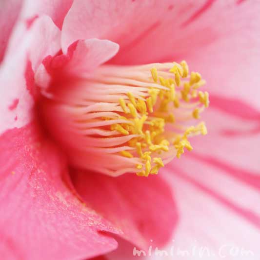 ツバキ（斑入り椿）の花の写真・花言葉の画像