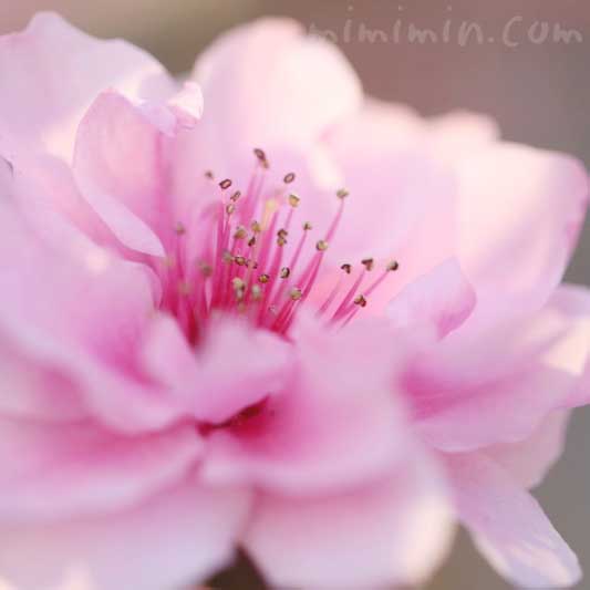 桃の花の写真・花言葉の画像