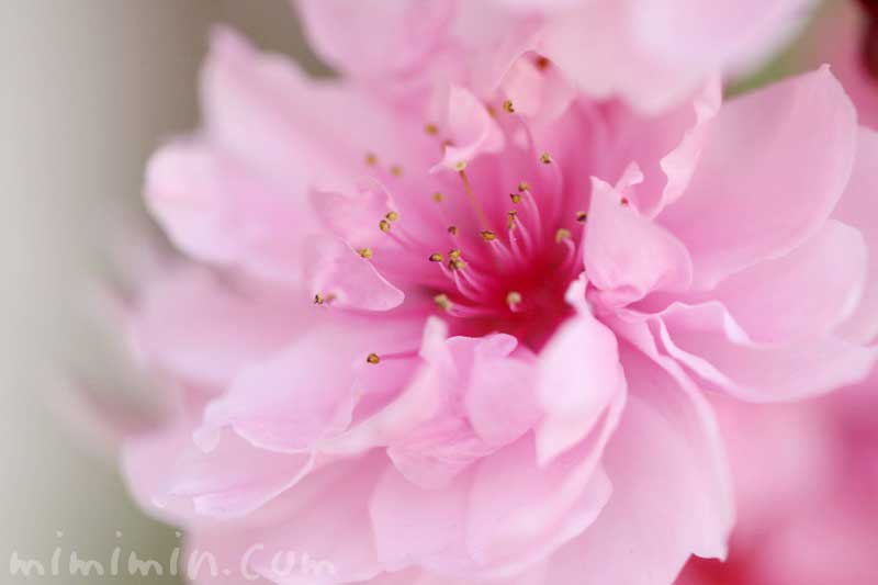ハナモモ（ピンクの桃の花）の写真 花言葉