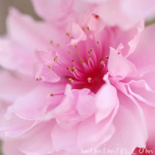 桃の写真 花言葉の画像