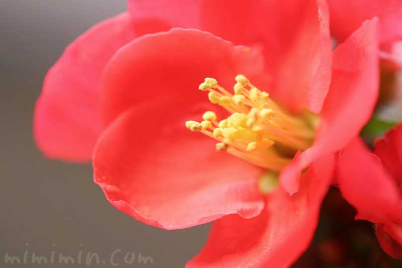 ボケ 木瓜 の花言葉 誕生花 源平咲分けのボケの花の写真 みみみんブログ
